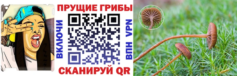 Галлюциногенные грибы Cubensis  Купить закладки  Калининск 